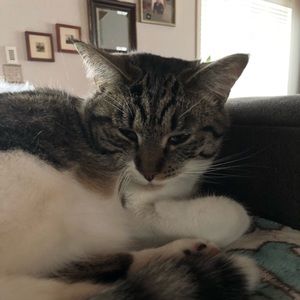 Meet your Posher, Bella